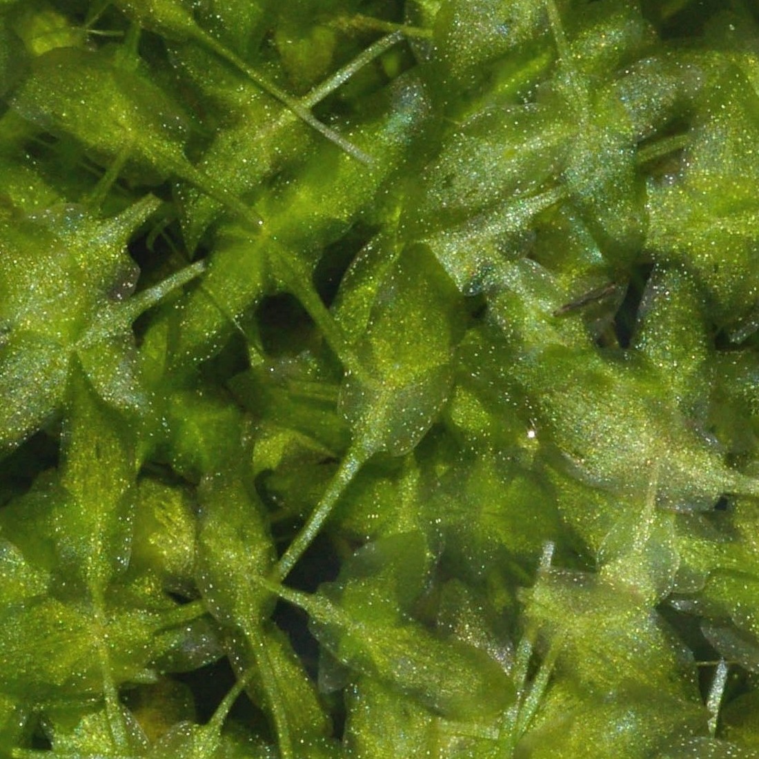 Lemna trisulca